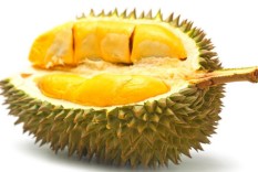 berisi 2 biji benih / bibit buah durian unggul