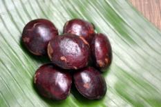 berisi 2 biji benih / bibit tanaman pohon jengkol