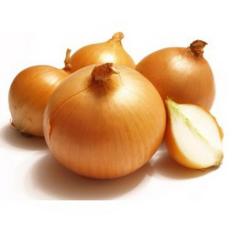 berisi 250 gram umbi / biji benih / bibit bawang bombay