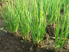 berisi 26 biji benih / bibit bawang daun