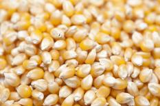 berisi 29 biji benih / bibit jagung popcorn