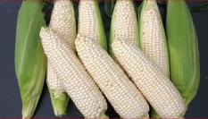 berisi 29 biji benih / bibit jagung putih hibrida