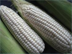 berisi 29 biji benih / bibit jagung putih panah merah