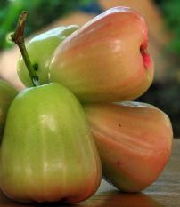 berisi 3 biji benih / bibit buah jambu air deli merah muda