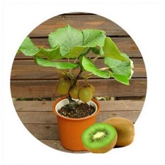 berisi 33 biji benih / bibit bonsai buah kiwi