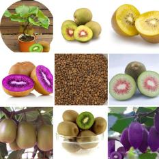 berisi 33 biji benih / bibit buah kiwi mix
