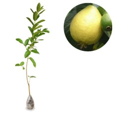 berisi 37 biji benih / bibit bonsai buah jambu biji alpukat