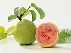 berisi 37 biji benih / bibit buah jambu bangkok merah