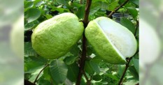 berisi 37 biji benih / bibit buah jambu biji alpukat