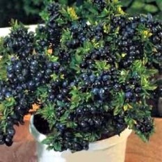 berisi 38 biji benih / bibit bonsai buah blueberry