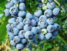 berisi 38 biji benih / bibit buah blueberry super