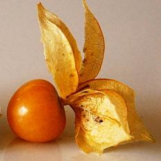 berisi 38 biji benih / bibit buah cherry kuning jawa