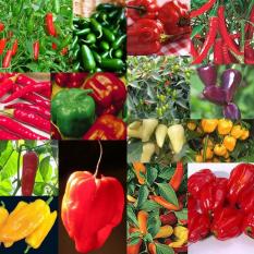 berisi 38 biji benih / bibit cabe / cabai mix1