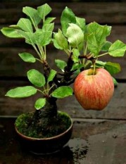 berisi 4 biji benih / bibit bonsai buah apel