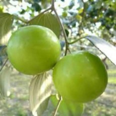 berisi 4 biji benih / bibit buah bidara apel