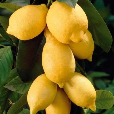 berisi 4 biji benih / bibit buah jeruk lemon tea import