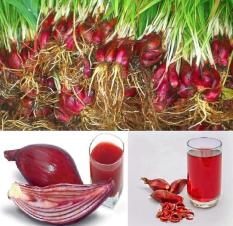 berisi 4 umbi / bibit tanaman bawang dayak