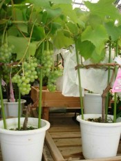 berisi 5 biji benih / bibit bonsai buah anggur hijau