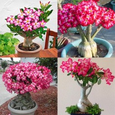 berisi 20 biji / benih / bibit bonsai bunga adenium mix