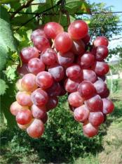 berisi 5 biji benih / bibit buah anggur merah import
