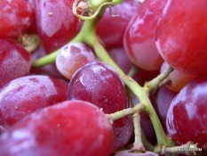 berisi 5 biji benih / bibit buah anggur merah muda