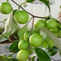 berisi 50 butir biji benih tanaman buah bidara apel