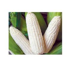berisi 500 gram biji / benih / bibit jagung putih
