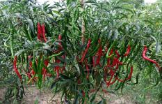 berisi 59 biji benih / bibit cabe / cabai keriting unggul