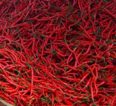 berisi 59 biji benih / bibit cabe / cabai merah besar keriting