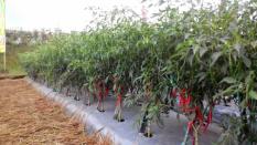 berisi 59 biji benih / bibit cabe / cabai merah elegance