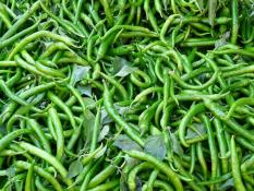 berisi 59 biji benih / bibit cabe / cabai merah keriting hijau