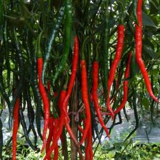 berisi 59 biji benih / bibit cabe / cabai merah keriting jacko