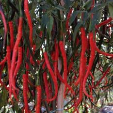 berisi 59 biji benih / bibit cabe / cabai merah keriting kastilo