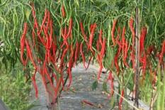 berisi 59 biji benih / bibit cabe / cabai merah keriting kencana
