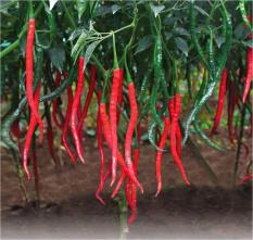 berisi 59 biji benih / bibit cabe / cabai merah keriting petiwi