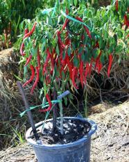 berisi 59 biji benih / bibit cabe / cabai merah keriting tabulampot
