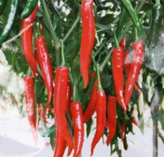 berisi 59 biji benih / bibit cabe / cabai merah lebat
