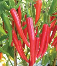 berisi 59 biji benih / bibit cabe / cabai merah super