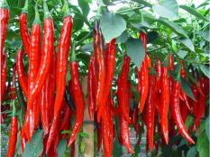 berisi 59 biji benih / bibit cabe / cabai merah unggul