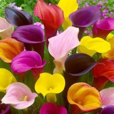 berisi 6 biji benih / bibit bunga calla lily mix