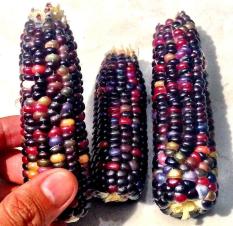 berisi 6 biji benih / bibit jagung ungu mix