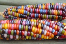 berisi 6 biji benih / bibit jagung warna rainbow / pelangi mix 1