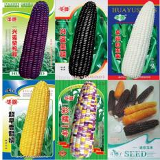 berisi 6 biji benih / bibit jagung warna rainbow / pelangi mix 14