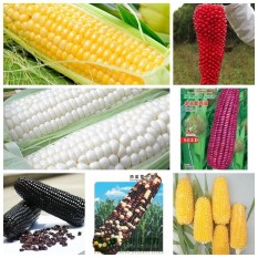 berisi 6 biji benih / bibit jagung warna rainbow / pelangi mix 15