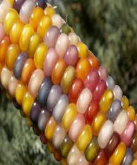 berisi 6 biji benih / bibit jagung warna rainbow / pelangi mix 8
