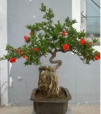 berisi 7 biji benih / bibit bonsai buah delima import