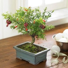 berisi 7 biji benih / bibit bonsai buah delima merah