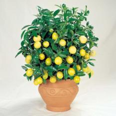 berisi 7 biji benih / bibit bonsai buah jeruk lemon lokal
