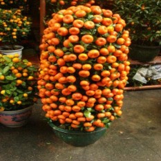 berisi 7 biji benih / bibit bonsai buah jeruk manis