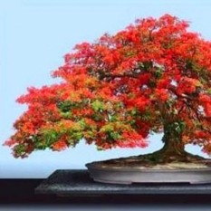 berisi 7 biji benih / bibit bonsai bunga flamboyan orange